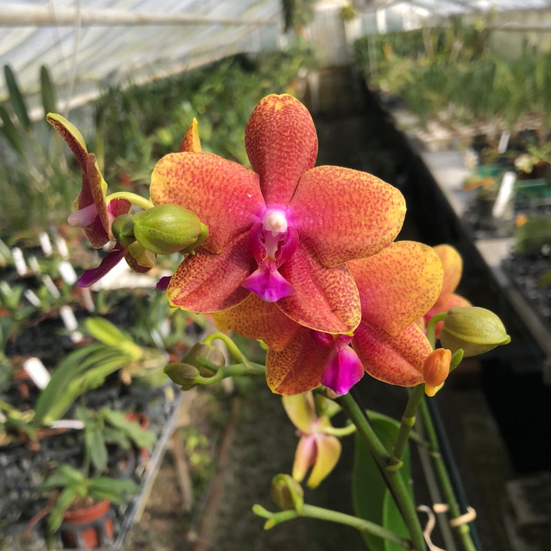Phalaenopsis hybrid "Provence"