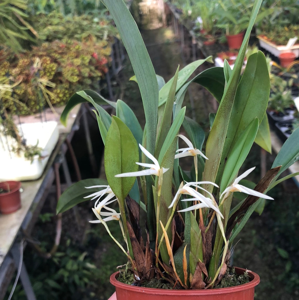 Maxillaria hennisiana 'alba' – Hennis Orchideen