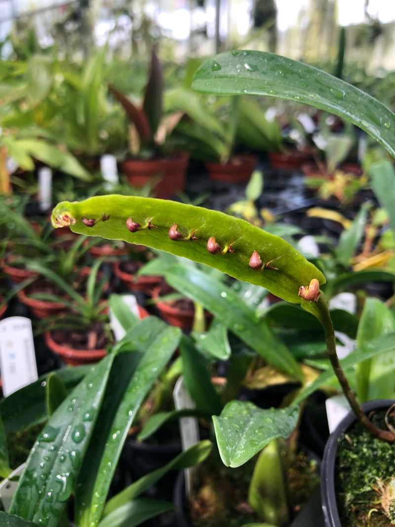 Produktbild von Bulbophyllum Falcatum Im 9 Cm Topf – Exotische Orchidee