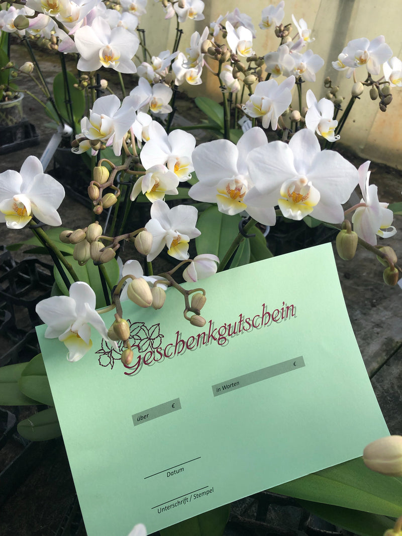 Hennis Orchideen voucher in different sizes