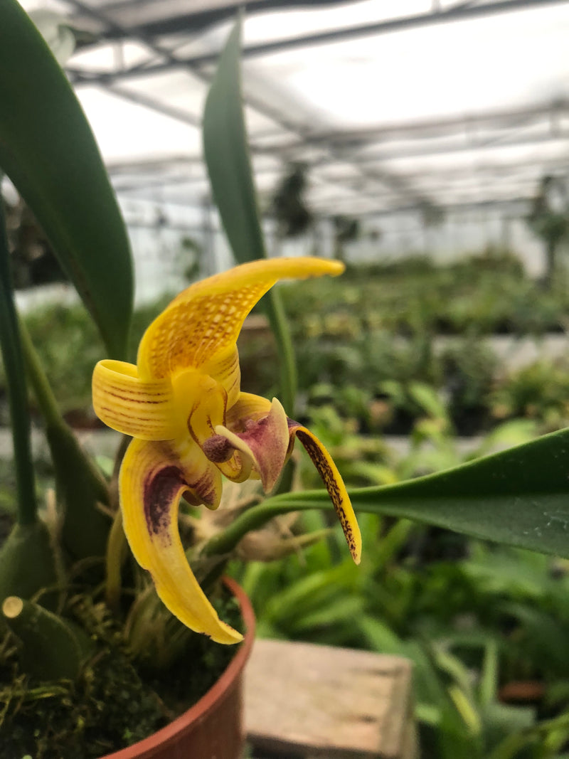 Bulbophyllum dearei