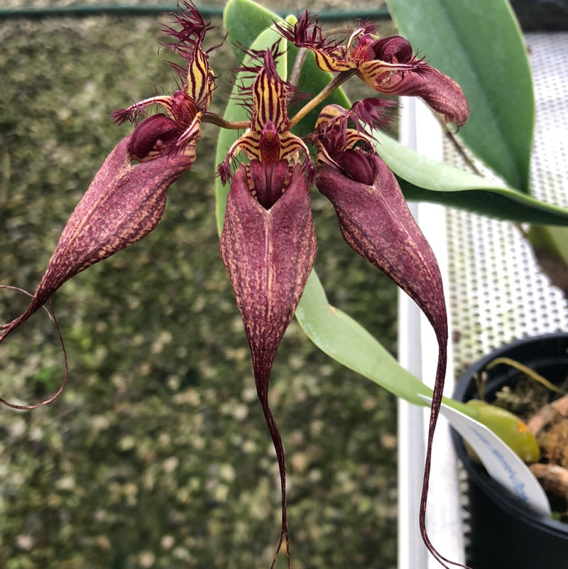 Bulbophyllum VINDOBONA