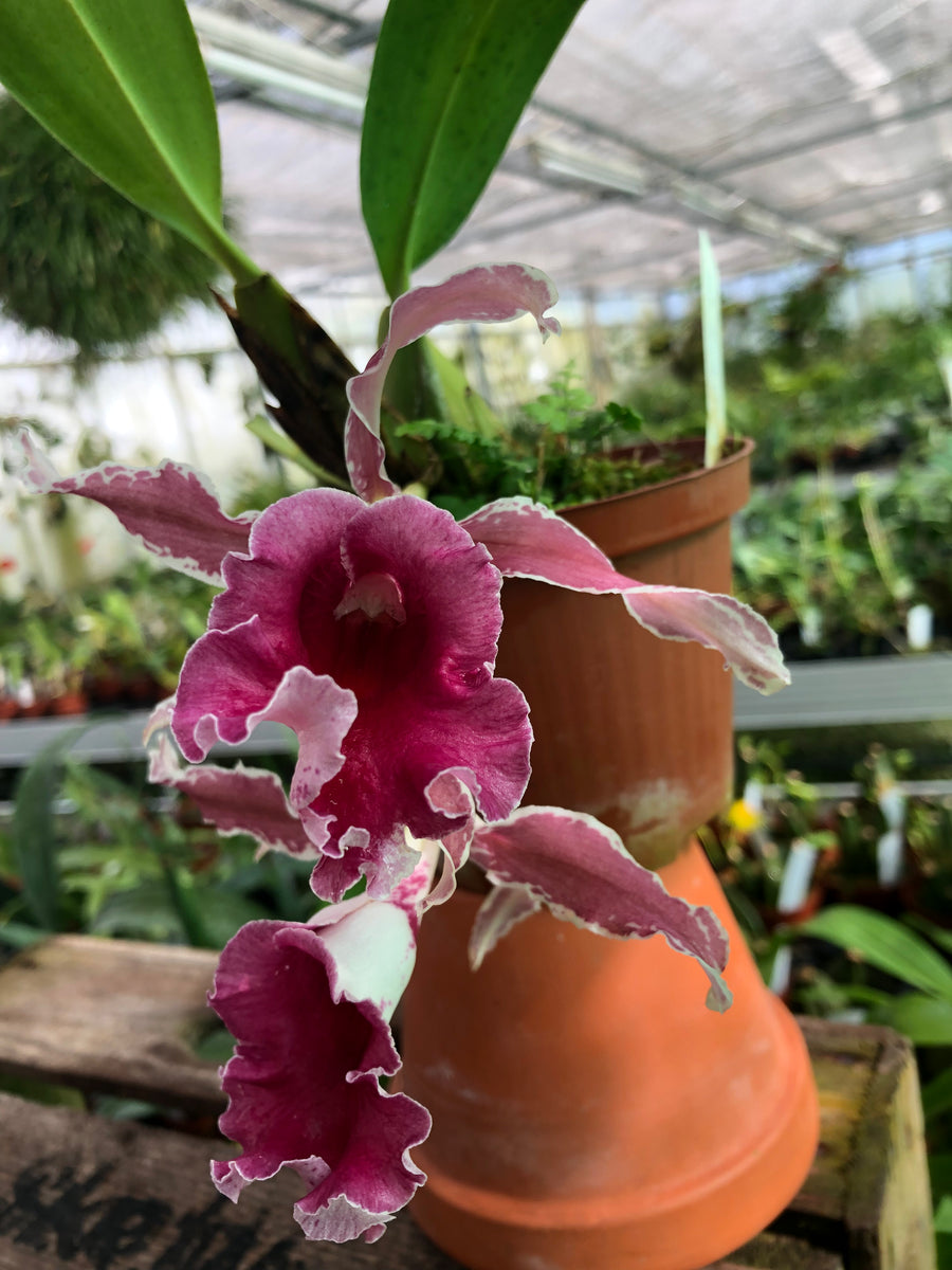 trichopilia  Hennis Orchideen