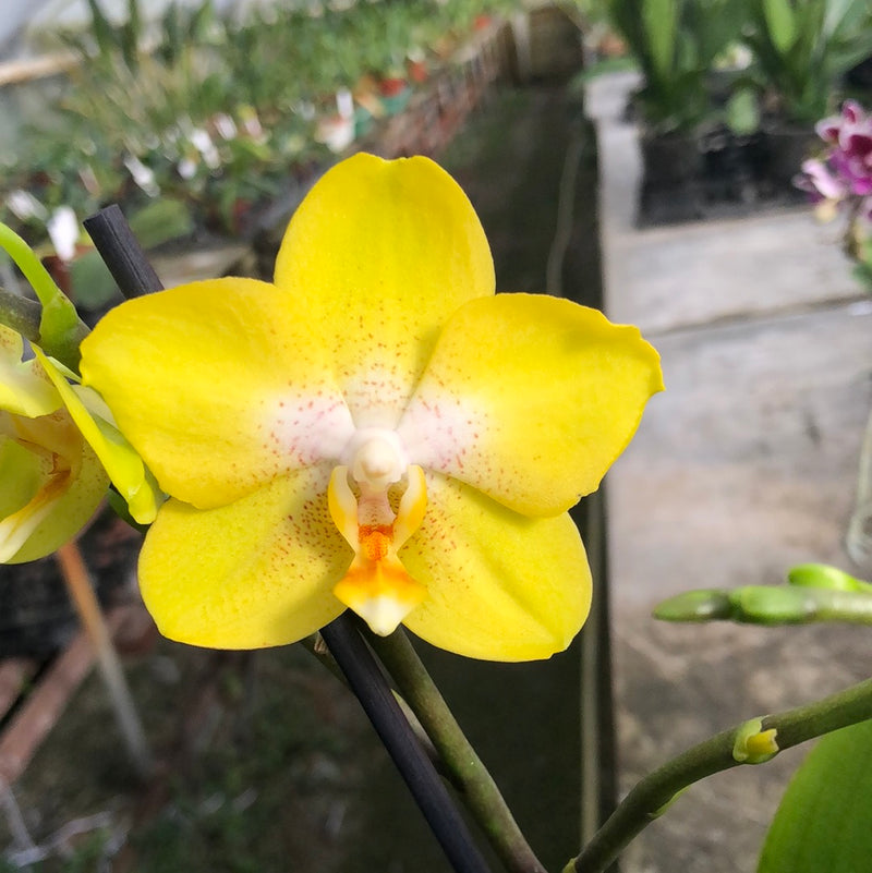 Phalaenopsis hybrid "Yellow Spring"