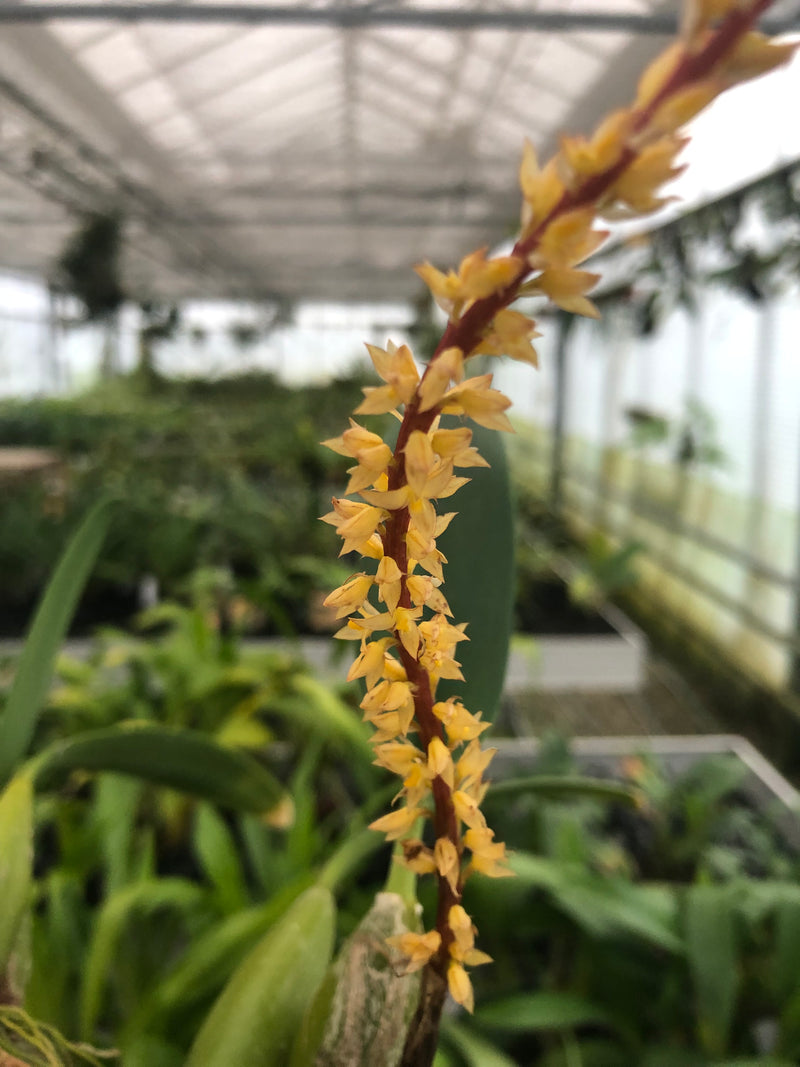 Rufenum Bulbophyllum rufinum – Hennis Orchideen