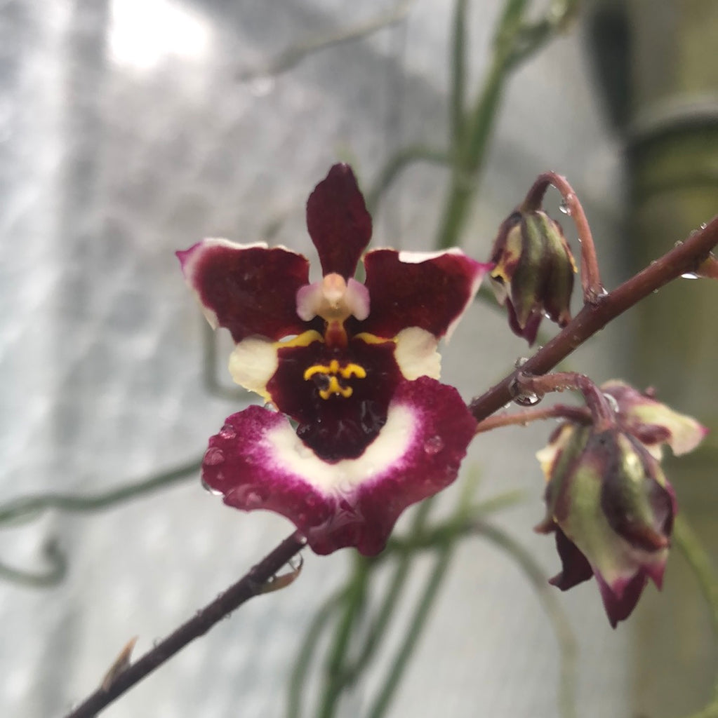 Tolumnia variegata Hybride (darklip) – Hennis Orchideen
