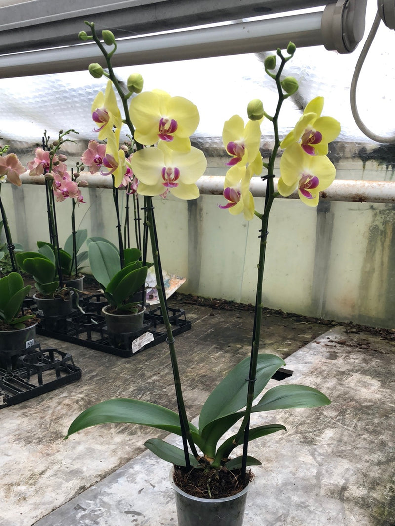 Phalaenopsis &