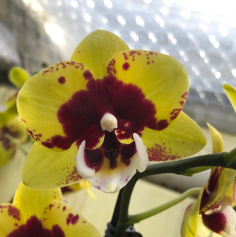 Phalaenopsis hybrid "YellowVar"