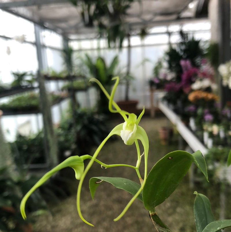 Dendrobium tetragonum &