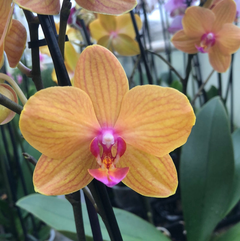 Phalaenopsis hybrid "O21"