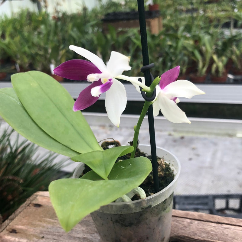 Phalaenopsis speciosa "tetraspis-red white"
