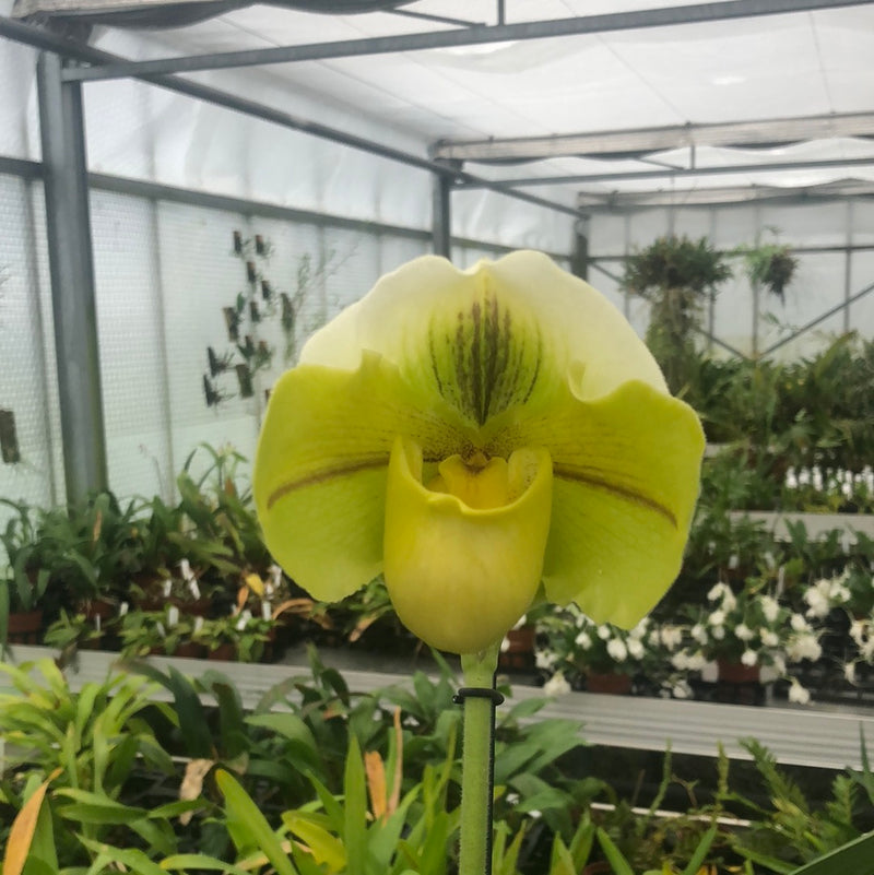 Paphiopedilum hybrid green-white
