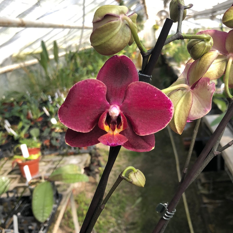 Phalaenopsis hybrid "Red Spring22"