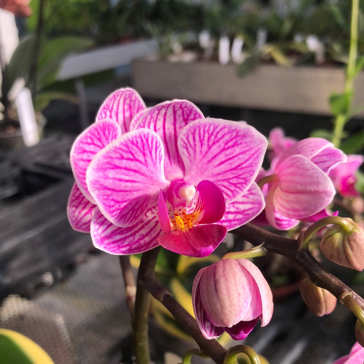 Phalaenopsis VIVIEN 'variegata' – Hennis Orchideen